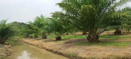 เกษตรผสมผสาน